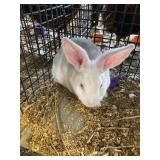 UNSEXED RABBIT