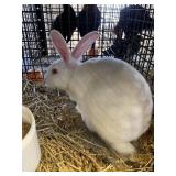 UNSEXED RABBIT