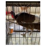RED BURBON TOM