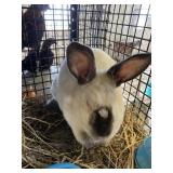 UNSEXED RABBIT