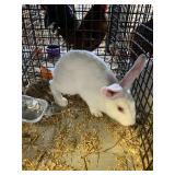 UNSEXED RABBIT