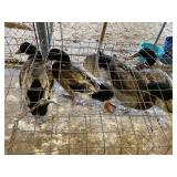 DUCKS