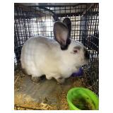 UNSEXED RABBIT