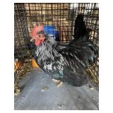 show bantam rooster