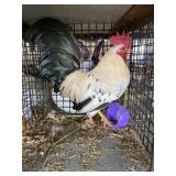show bantam rooster