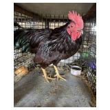 show bantam rooster