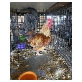show bantam rooster