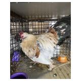 show bantam rooster