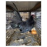 show bantam rooster