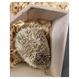 hedge hog