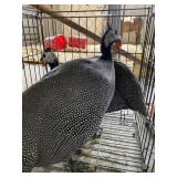 GUINEA