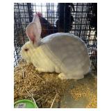 UNSEXED RABBIT