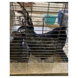 AYAM CEMANI PAIR