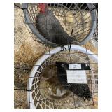 pair of show quailty barred rock