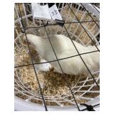 show quailty white  rock male