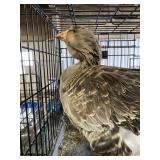 toulouse goose f