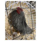 show quailty barred rock male
