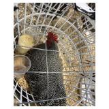 show quailty barred rock male