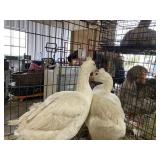 pair of slovak white geese