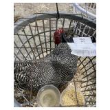 show quailty barred rock male