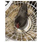 show quailty barred rock male