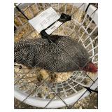 show barred rock male