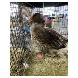 toulouse goose m