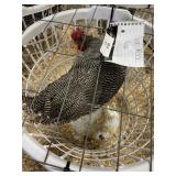 show quailty barred rock male