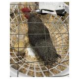 show quailty barred rock male