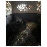 Pair Edwards Pheasants