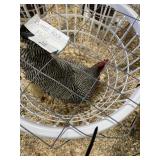 show quailty barred rock male