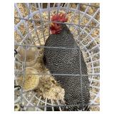 show quailty barred rock male