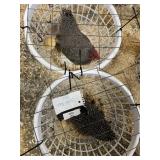 pair of show quailty barred rock