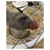 show quailty barred rock male
