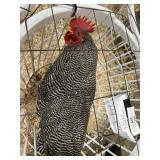 show quailty barred rock male