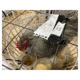 show quailty barred rock male