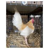 show bantam rooster