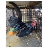 show bantam rooster