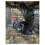 show bantam rooster