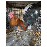 show bantam rooster