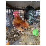 show bantam rooster