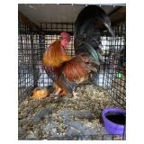 show bantam rooster