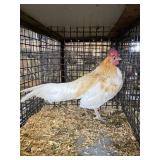 show bantam rooster