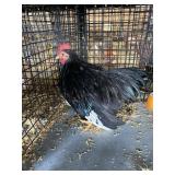 show bantam rooster