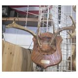 9 point Deer antler trophy mount