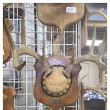 9 point deer antler trophy mount