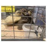 call ducklings