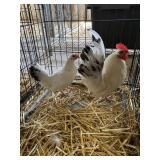 JAPANESE BANTAM PAIR