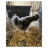 SILKIE ROOSTER