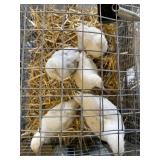 DELAWARE PULLETS